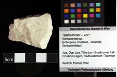 Foto (Objket + Etiketten) von Goniodromites sp. 